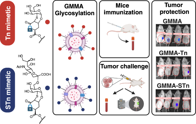 GMMA decorated with mucin 1 Tn/STn mimetics elicit specific antibodies response and inhibit tumor growth