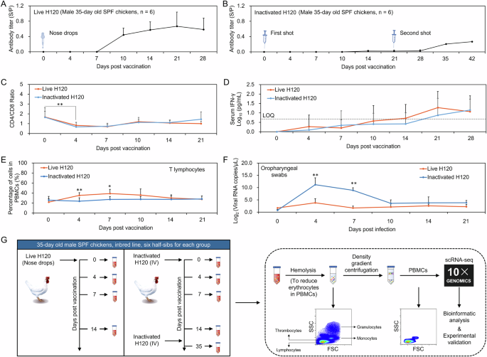 Single cell transcriptomics correlate avian coronavirus prime vaccination efficacy with antigen-presenting cell preference
