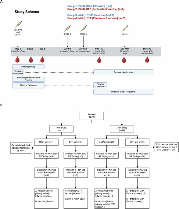 lipo c injection dosage per day for weight loss reviews Immunologic profiling of the infant immune response to whole-cell and  acellular pertussis vaccines