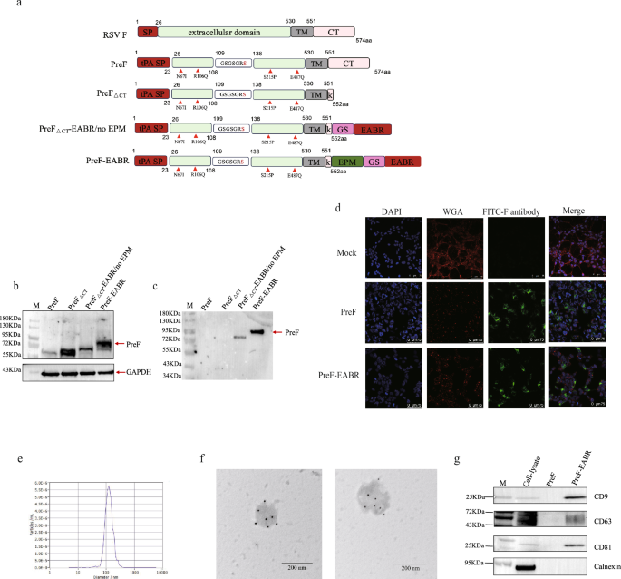 Improved mRNA-based RSV vaccine with PreF forming enveloped virus-like particles