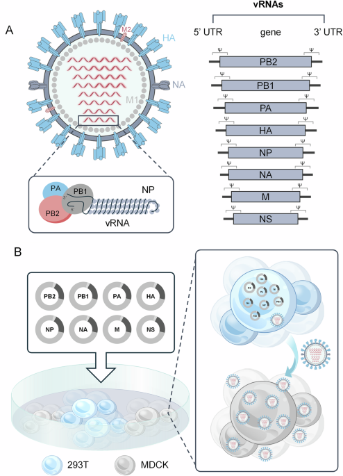 glutathione hydrolase Most relevant steps of glutathione metabolism in Saccharomyces