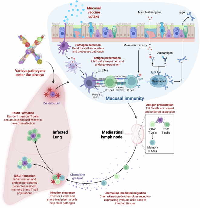 Advances and prospects of respiratory mucosal vaccines: mechanisms, technologies, and clinical applications
