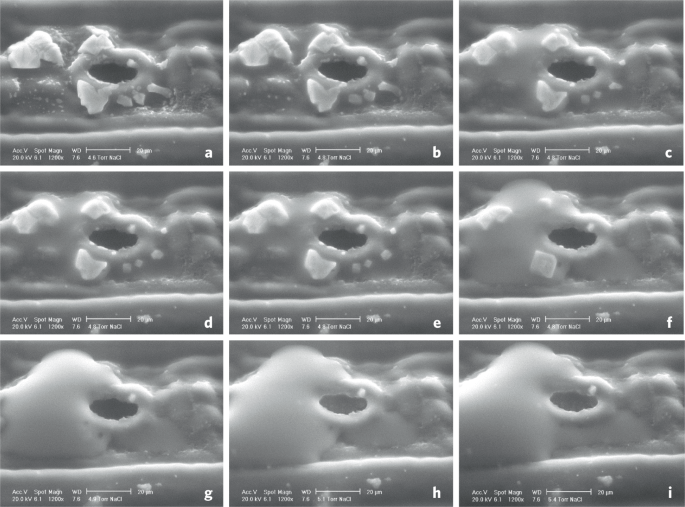 Salt deliquescence can support extraterrestrial life