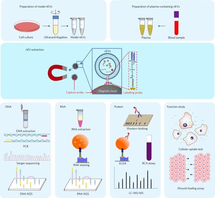 Rapid magnetic isolation of extracellular vesicles via lipid-based nanoprobes