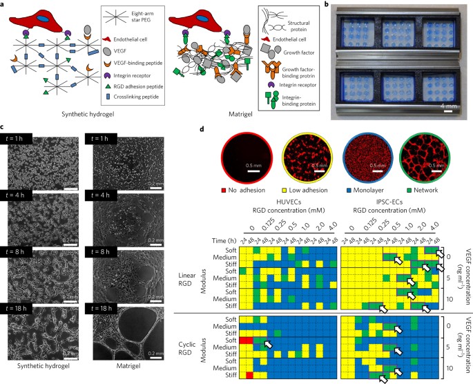 Versatile synthetic alternatives to Matrigel for vascular toxicity  screening and stem cell expansion | Nature Biomedical Engineering