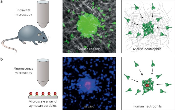 Cell migration: Arraying neutrophils in swarms | Nature Biomedical  Engineering