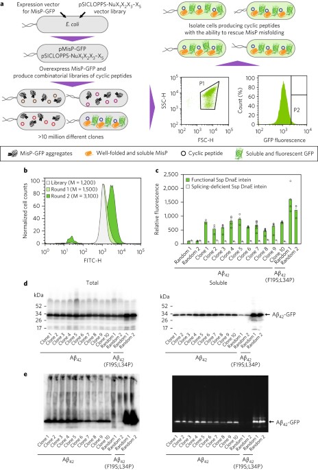 An integrated bacterial system for the discovery of chemical rescuers of disease-associated protein misfolding