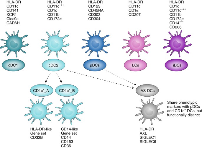Towards superior dendritic-cell vaccines for cancer therapy | Nature  Biomedical Engineering