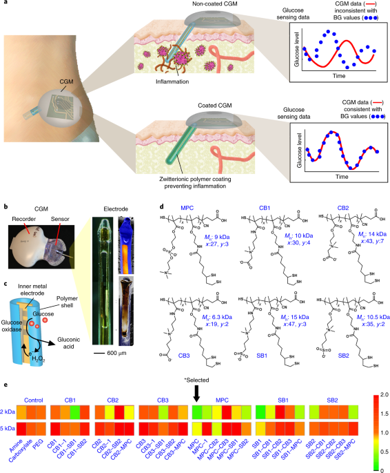 reduction of measurement noise in a continuous glucose monitor by a non coated sensor induces inflammatory immune cascade and the host response causes sensor noise and inaccuracy requiring frequent bg calibrations