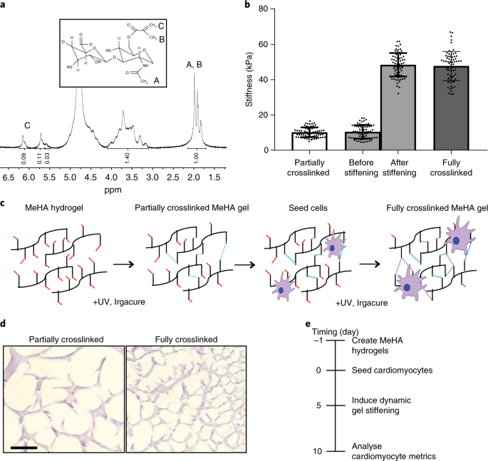 Mechanical Activation Of Noncoding Rna Mediated Regulation Of Disease Associated Phenotypes In Human Cardiomyocytes Nature Biomedical Engineering