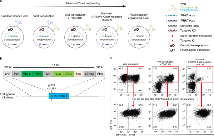 Orthotopic Replacement Of T Cell Receptor A And B Chains With Preservation Of Near Physiological T Cell Function Nature Biomedical Engineering