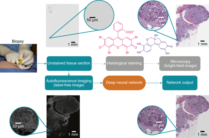 Computational staining of unlabelled tissue | Nature Biomedical 
