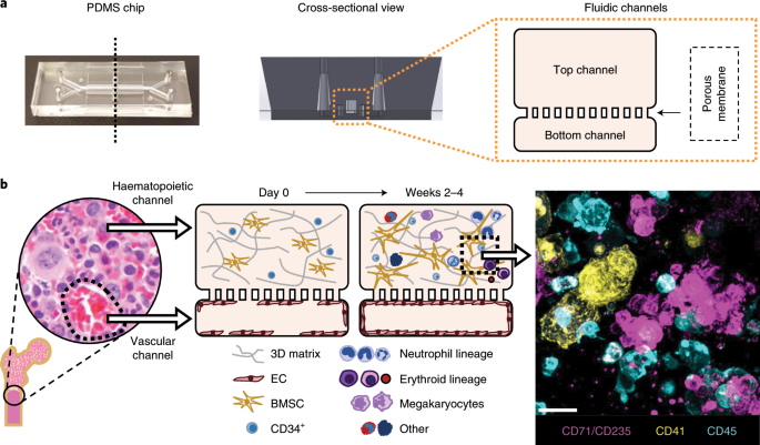 On-chip recapitulation of clinical bone marrow toxicities and patient-specific pathophysiology