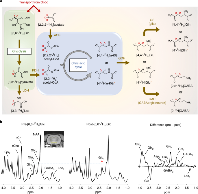1h magnetic resonance spectroscopy of 2h-to-1h exchange quantifies the dynamics of cellular metabolism in vivo