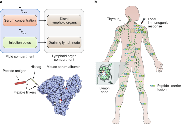 An optimized antigen–protein fusion
