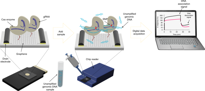 Discrimination of single-point mutations in unamplified genomic ...