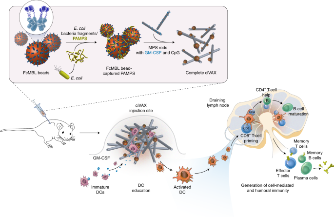 Biomaterial vaccines capturing...