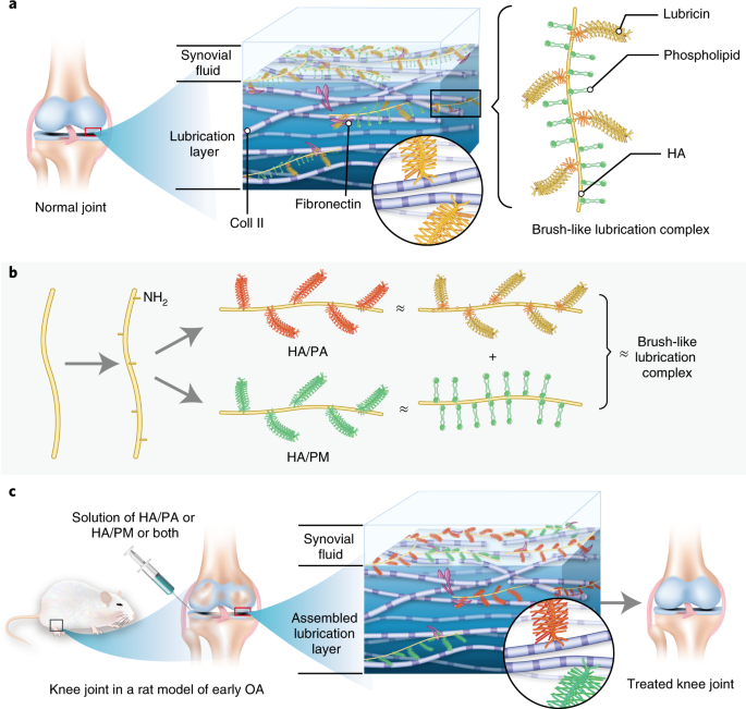 Biomimetic cartilage-lubricating polymers regenerate cartilage in rats with early osteoarthritis | Nature Biomedical Engineering Biomimetic cartilage-lubricating polymers regenerate cartilage in rats with early osteoarthritis | Nature Biomedical Engineering