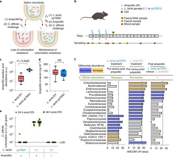 Frontiers  Microbiome engineering: engineered live biotherapeutic