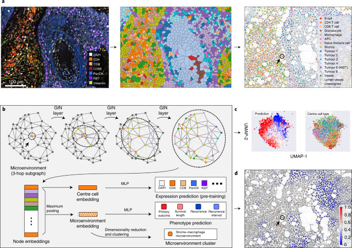 Graph deep learning for the characterization of tumour microenvironments from spatial protein profiles in tissue specimens