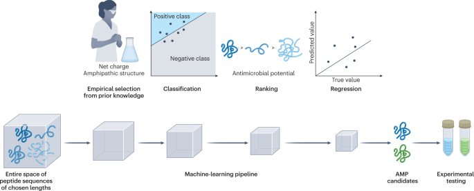Mining for antimicrobial peptides in sequence space