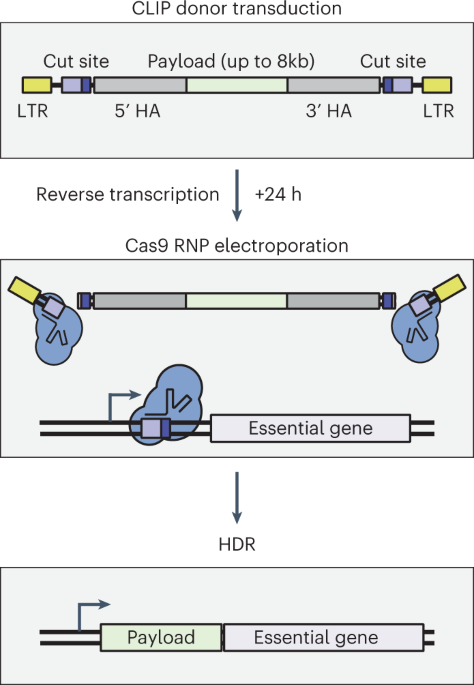 Targeted knock-ins with pseudovirus for the stable expression of ... - Nature.com