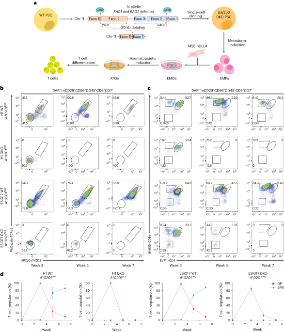Generation of antigen-specific mature t cells from rag1−/−rag2−/−b2m−/− stem cells by engineering their microenvironment