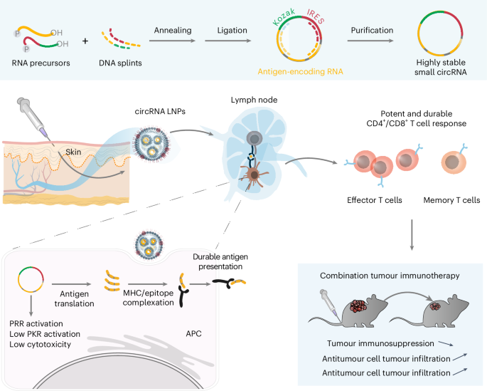 Small circular RNAs as vaccines for cancer immunotherapy | Nature ...
