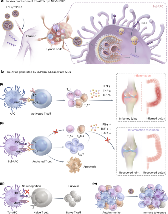Generation of tolerogenic antigen-presenting cells in vivo via the delivery of mrna encoding pdl1 within lipid nanoparticles