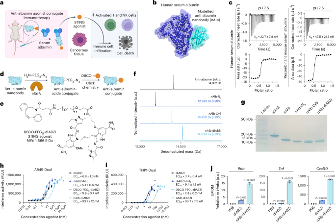 Potentiating cancer immunotherapies with modular albumin-hitchhiking  nanobodySTING agonist conjugates | Nature Biomedical Engineering