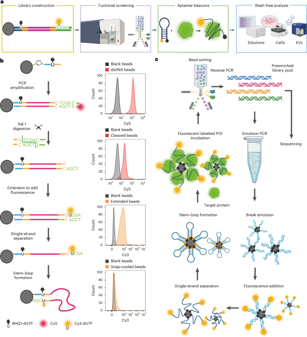 Systematic functional screening of switchable aptamer beacon probes