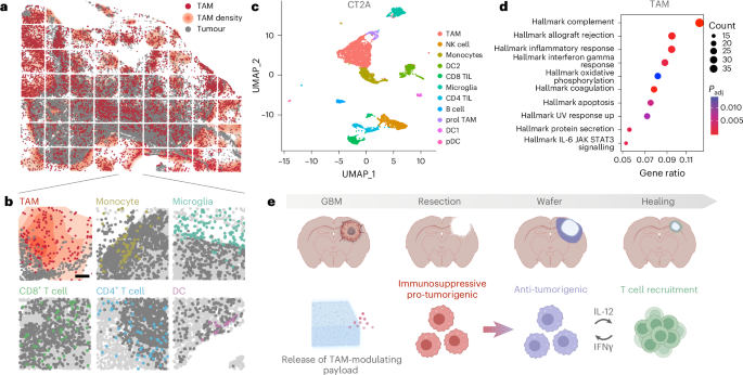 Targeting immunosuppressive myeloid cells via implant-mediated slow release of small molecules to prevent glioblastoma recurrence