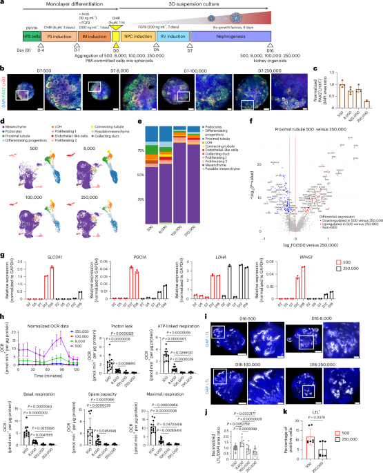 [爆卦] 首次在豬腎上長出人類腎臟組織 
