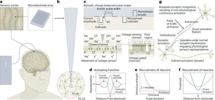 Curated visual reference: Gallery Detail: Neural Mechanisms Underlying Intracortical Microstimulation For Sensory
