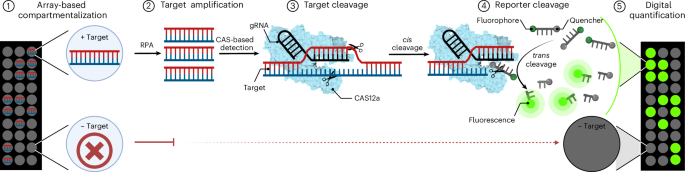 Digital CRISPR-based diagnostics for quantification of Candida auris and resistance mutations - Nature Biomedical Engineering