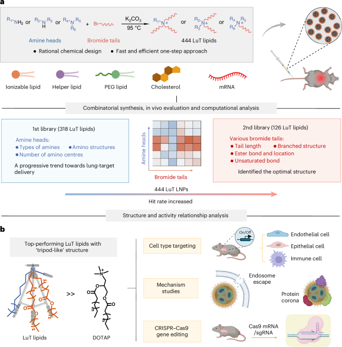 Tripod-like' lung-targeting (LuT) lipids for highly efficient and selective  LNPs for gene delivery and editing | Nature Biomedical Engineering