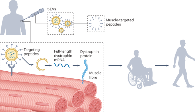 Muscle-targeted extracellular vesicles for full-length dystrophin mRNA remedy in Duchenne muscular dystrophy