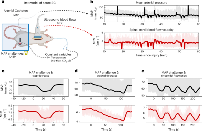 Closed-Loop Control of Spinal Cord Blood Flow Following Acute Injury
