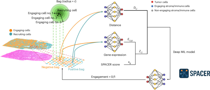 Microscopic visualization of cells interacting in tissue with digital data overlays indicating spatial coordinates.