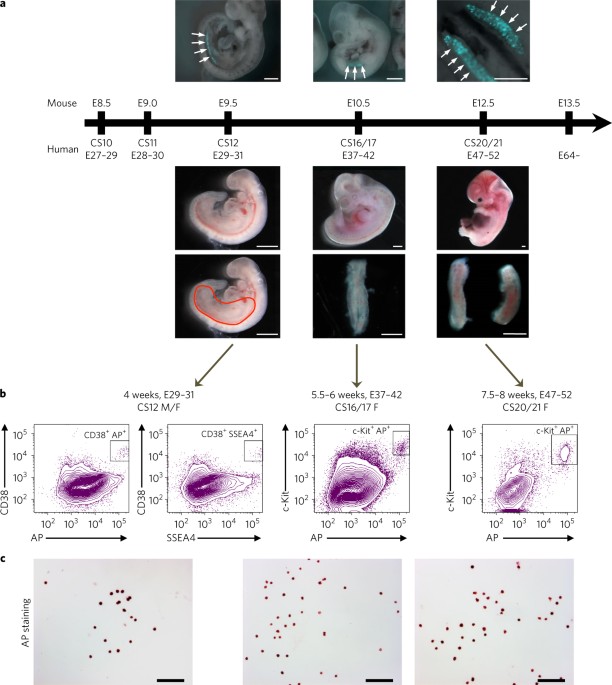 Study Points To Possibility Of >> Segregation Of Mitochondrial Dna Heteroplasmy Through A Study Points To Possibility Of >> Segregation Of Mitochondrial Dna Heteroplasmy Through A