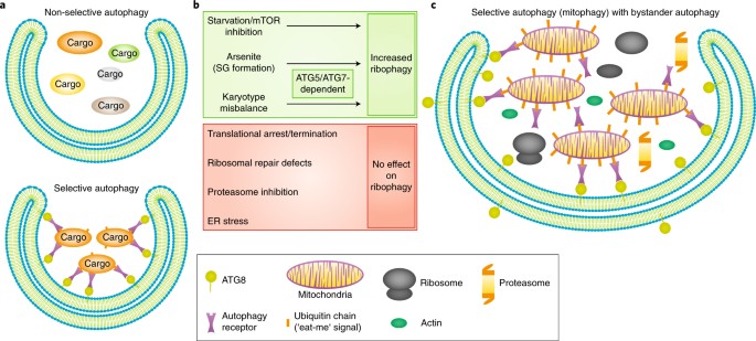 Hitchhiking on selective autophagy