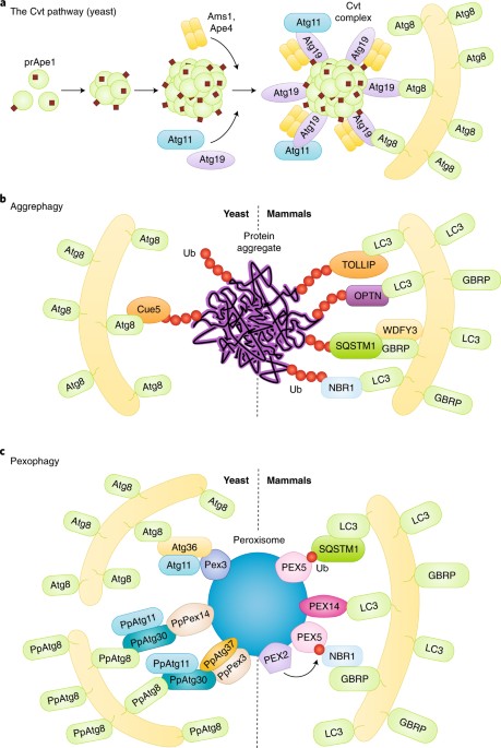 Cargo recognition and degradation by selective autophagy | Nature Cell  Biology