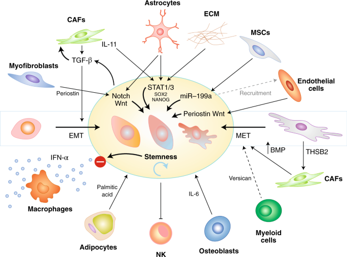 Metastatic niche functions and therapeutic opportunities | Nature Cell ...