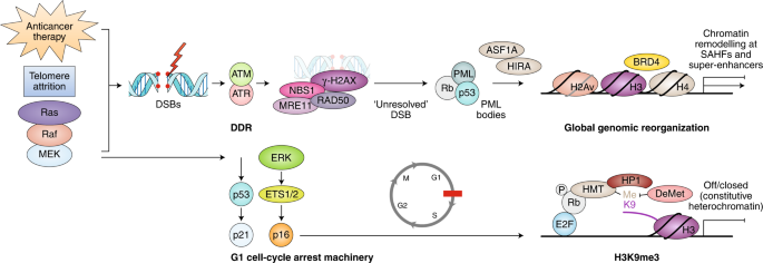The Dynamic Nature Of Senescence In Cancer Nature Cell Biology - 