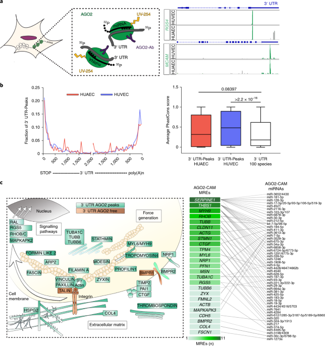 microrna dependent regulation of biomechanical genes establishesa, left, schematic of ago2 hits clip mirna\u2013rna complexes were crosslinked to ago2 via uv light, and unbound rnas were removed by rnase treatment