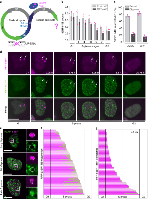 Download 53bp1 Nuclear Bodies Enforce Replication Timing At Under Replicated Dna To Limit Heritable Dna Damage Nature Cell Biology PSD Mockup Templates