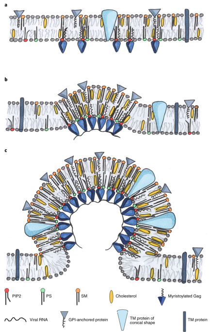 How membrane physics rules the HIV envelope | Nature Cell Biology