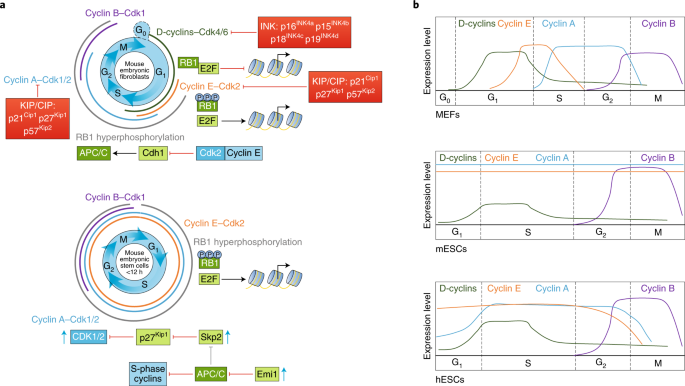 The Cell Cycle In Stem Cell Proliferation Pluripotency And Differentiation Nature Cell Biology The Cell Cycle In Stem Cell Proliferation Pluripotency And Differentiation Nature Cell Biology