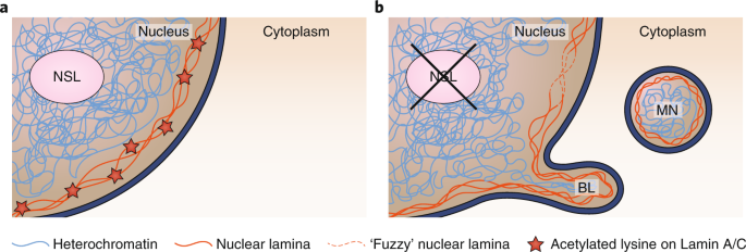 NSL complex acetylates Lamin A/C | Nature Cell Biology