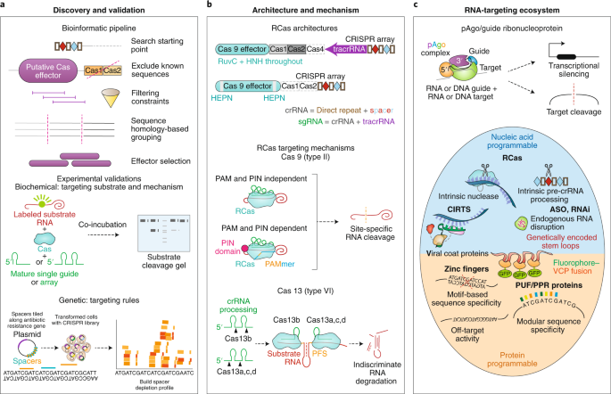 rna targeting crispr systems from